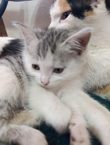 Отдам даром кошку: Отдам в добрые руки милых и ласковых котят!!! Котята, окрас — 5