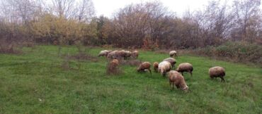 Qoyunlar, qoçlar: Dişi, Romanov, Qala, il: 1, 1 kq, Damazlıq, Südlük, Rayonlara çatdırılma, Ünvandan götürmə, Pulsuz çatdırılma — 9