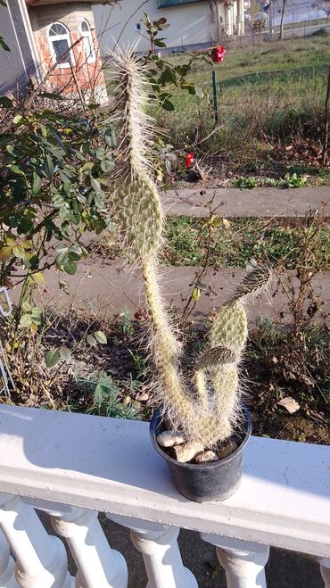 Kaktus: Kaktusi – više vrsta (Opuntia i Mammillaria) - Opuntia (indijske — 4