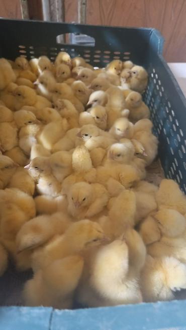 Cücələr: Salam herkese bayraminiz mubarek _xarkov qənbəri_ lider55_ sereblis _ — 27