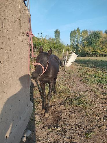 карлик петух: Продаю | Кобыла (самка) | Рабочий — 3