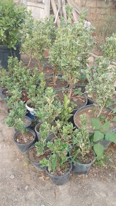 Kimya: Həmişəyaşıl dekorativ kollar – qablarda - Növ: Euonymus japonicus