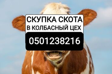 продаю бычков: Куплю | Коровы, быки, Лошади, кони, Другие с/х животные | Круглосуточно, Любое состояние, Забитый