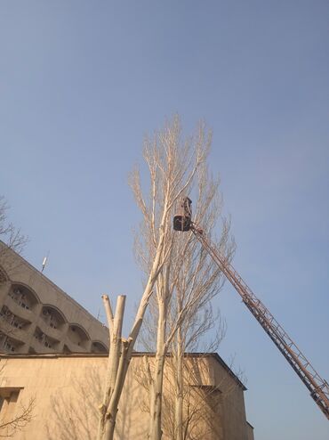 Спил деревьев, заготовка дров: Пилью деревья Профессионально оперативно быстро спил любой сложности — 6