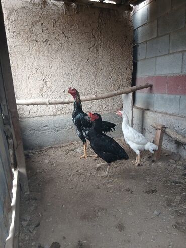 сельскохозяйственные животные продажа: Дакан атлас короз сатылат активный алмашу жолдору бар жемге жугоруго