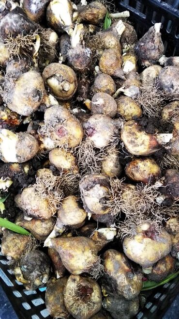 Другие виды семян и саженцев: Продаю луковицу тюльпана после выгонки цена договорная
