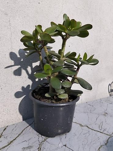 ağac gülləri: Pul gülü (Crassula ovata) – saksıda ətli yarpaqlı sukulent. - — 6