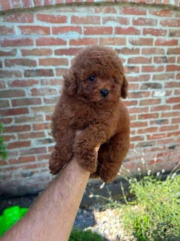 Psi: Crvene i aprikot patuljaste pudle Crvene i aprikot mini/patuljaste — 5