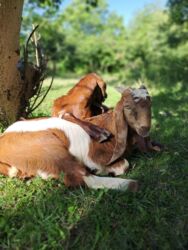 Süd: Keci sudu satilir.Qiymeti 3 manat.catdirilma var(odeniwli)!!Baki wheri — 2