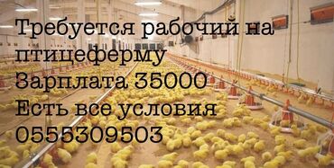 бишкеке жумуш: Талап кылынат Канаттуу куш багуучу, Төлөм Ай сайын