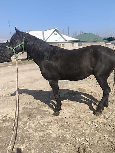 Лошади, кони: Продаю | Жеребец | Полукровка | Конный спорт — 2