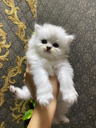 Pişiklər: Britan — 1