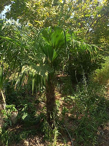 təbii dibcək gulləri: Məhsul: Trachycarpus fortunei (kürd xurması/çəhrayı azarkeş xurması — 2