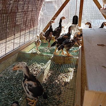 Куры, петухи: Продаю | Цыплята | Для разведения — 5