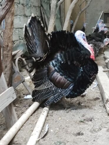 İtlər: Erkək, Yumurtalıq