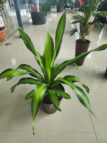 Otaq bitkiləri: Bitgi və dibçəklər — 9