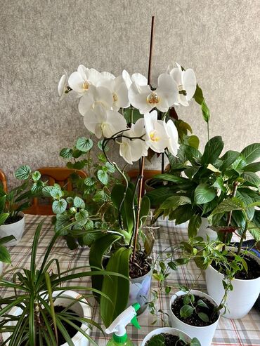 гулдор комнатный: Орхидея Конкорд Белый в прекрасном богатом состоянии. Отдаю в хорошие