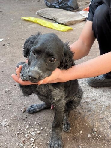 собака спаниель: Продам шенка кокер-спаниеля 35 мецесов /спаниель-микс), окрас