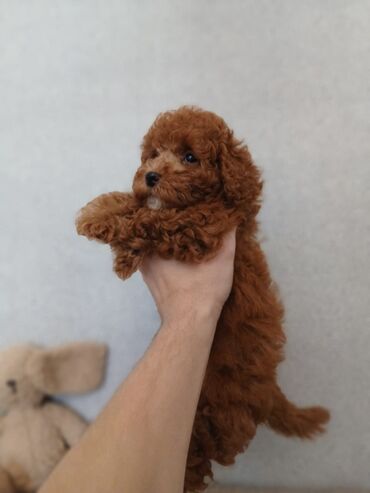 İtlər: Pudel, 2 ay — 15