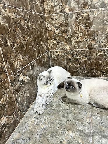 Pişiklər: Britan -da lalafo.az — 8 Pişiklər: Britan — 8