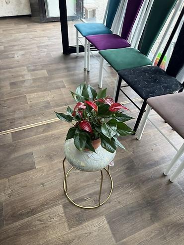 Антуриумы: Антуриум (Anthurium) в горшке - Компактный куст с плотными глянцевыми — 7