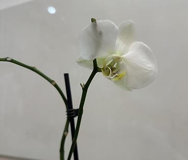 Орхидеи: Орхидеи Голландские Phalaenopsis сортовые цветущие по 800 сомов — 1