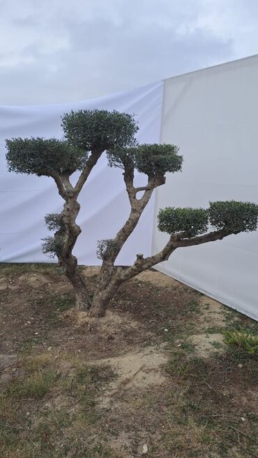 Ağaclar: Bonsai formalı zeytun ağacları – bağ və landşaft üçün Məhsulun — 2