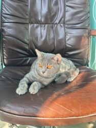 Pişiklər: Şotland, Erkək, Yaxşı əllərə, Ünvandan götürmə, Ödənişli çatdırılma, Rayonlara çatdırılma -da lalafo.az — 13 Pişiklər: Şotland, Erkək, Yaxşı əllərə, Ünvandan götürmə, Ödənişli çatdırılma, Rayonlara çatdırılma — 13