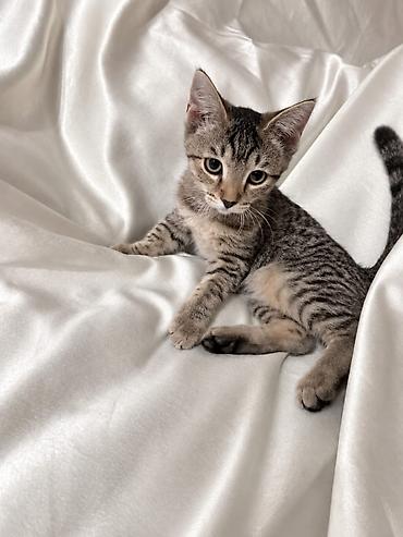 кошки мальчик: 3 месяца, Мальчик, Приучена к лотку, Проглистована — 5
