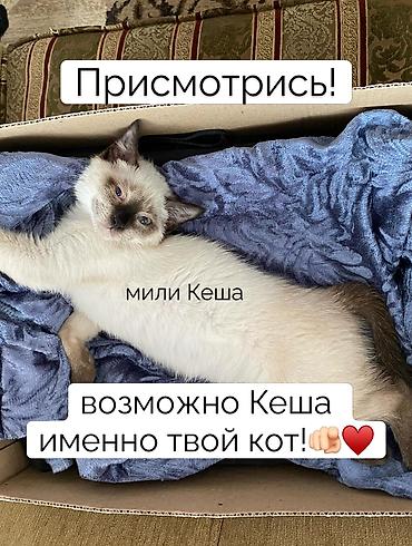 котенок сиамский: Кошка даром: Сиамская, 1 год, Мальчик, Кастрирована, Приучена к лотку, Проглистована — 4