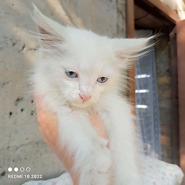 Продажа кошек: Котята с голубыми глазами - Милые пушистые малыши с длинной шерстью и — 3