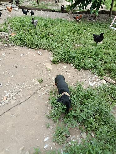 qurbanlıq heyvanlar: Satılır: qısa tüklü, qara rəngli taksa (daxshund) cinsi it — 5
