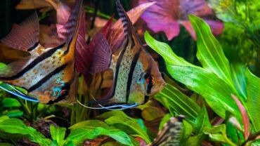 ucuz akvarium baliqlari: Скалярии Рио нанай ( Rio nanay)