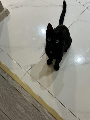 Кошки: Domashnaya cistaya privitaya. Devocka sterilizovannaya v dobruyu i