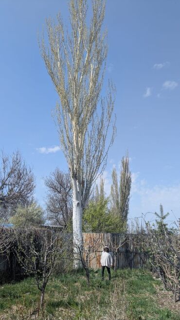 прием дрова: Отун Карагач
