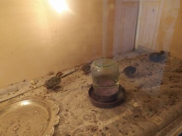 Птицы: Продаю птенцов венгерской куропатки 300сом