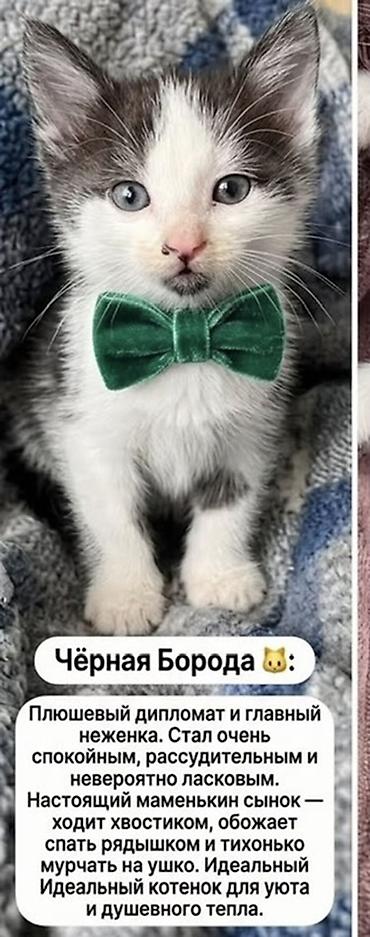 кунажын бишкек: Бишкек!!!! Три очаровательных котенка ищут дом 🐾 Дома уже 2 кошки и — 2