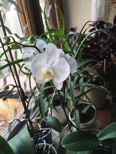 Другие комнатные растения: Продаю орхидеи белого цвета,а также алоэ 3-х и 2-х лет