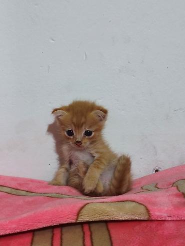 kitten: Скотиш Фолд (Шотландская вислоухая), 1 месяц, Мальчик, Рыжий — 3