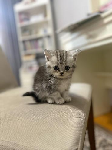 Pişiklər: Britan, Ünvandan götürmə — 3