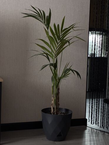 ketan toxumu yağı qiymeti: Tebii palma Xoveya