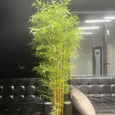 Үй декору: Бамбук искусственный 
Для офиса