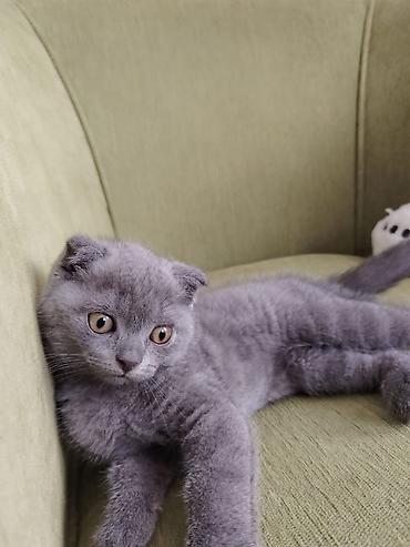 Кошки: Шотландская, Самка, Самец — 3