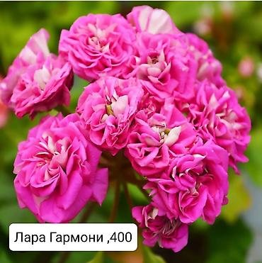 Герани и пеларгонии: Пеларгонии (герани) сортовые — детки в стаканчиках. Доступные сорта — 16