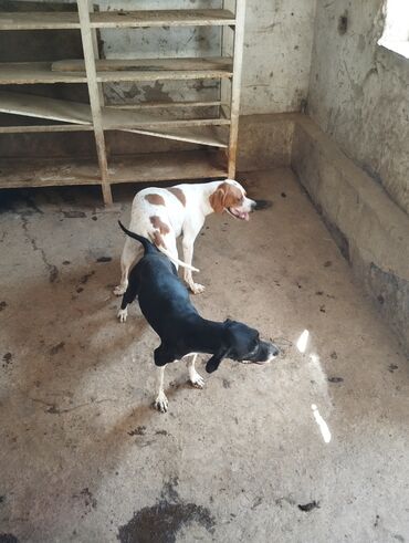 Продажа собак: Щенки Английского пойнтера (помёт из 5 малышей), возраст 50 дней, В at lalafo.kg — 7 Продажа собак: Щенки Английского пойнтера (помёт из 5 малышей), возраст 50 дней, В — 7