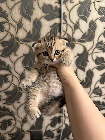 Pişiklər: Britan, Erkək, Dişi, Yaxşı əllərə, Ünvandan götürmə, Rayonlara çatdırılma, Ödənişli çatdırılma — 6