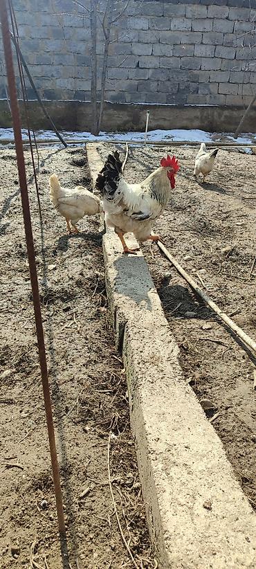 Куры, петухи: Продаю | Куры | Несушки — 6