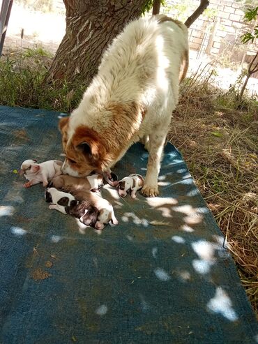 İtlər: Qurdbasar, 1 ay, Erkek, Peyvəndli, Ünvandan götürmə