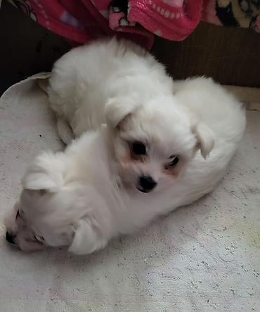 Psi: Na prodaju stenci maltezera,snezno bele boje,stari dva — 2