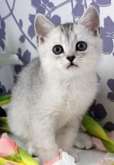 Коты: Котёнок серебристая шиншилла возраст 2 месяца Порода шотландская